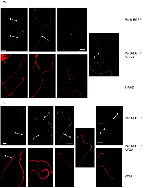 FIG. 3.