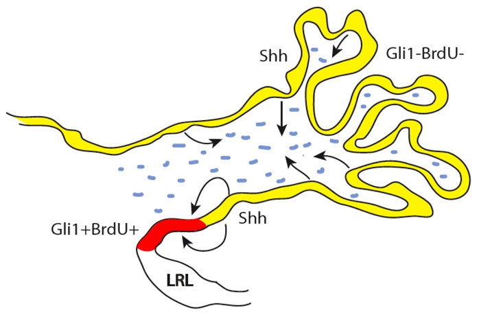 Fig. 8.