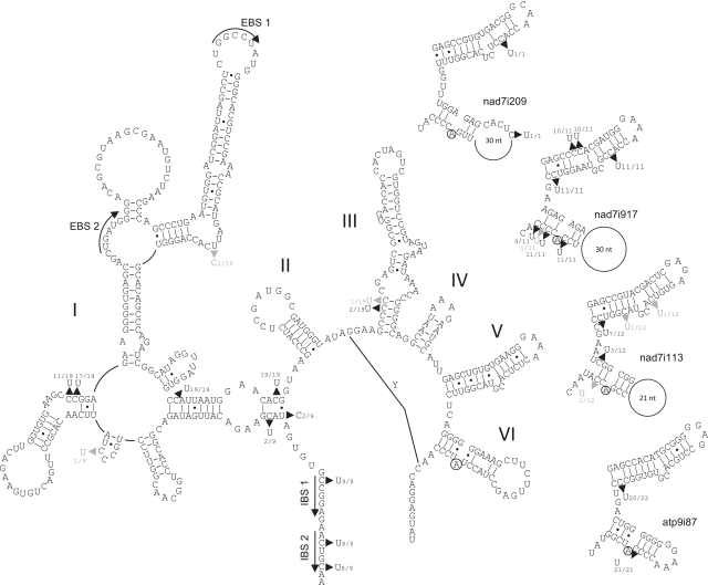 Figure 7.