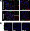 Figure 6—figure supplement 1.