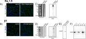 Figure 1—figure supplement 1.
