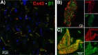 Figure 1—figure supplement 3.