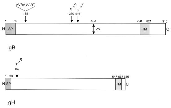 FIG. 8