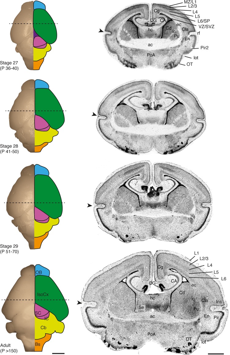 Fig 7