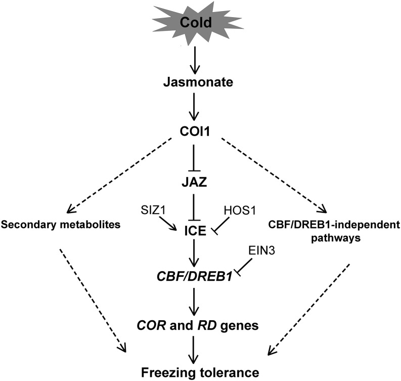 Figure 11.