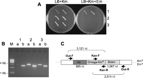 FIG. 2.