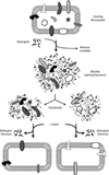 Fig. 20.3