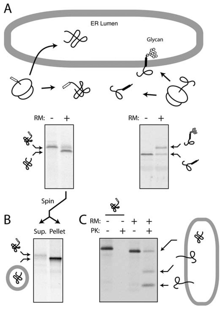 Fig. 20.2