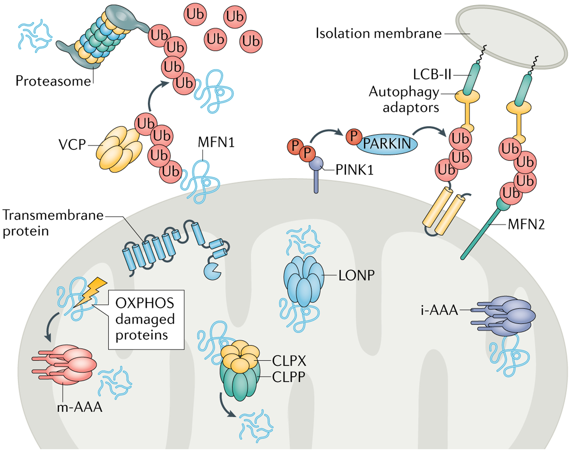 graphic file with name nihms-1798899-f0003.jpg