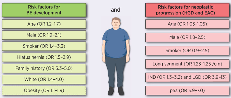 Figure 1. Risk factors for Barrett's esophagus development in patients with Gastroesophageal reflux disease (GERD) and neoplastic progression to HGD/EAC (8, 15, 27, 38–45). Dashed line indicates possible relation. Obesity defined by body mass index [high vs. lowest category or central obesity (visceral adipose tissue area, waist-hip ratio, and/or waist circumference) vs. normal habitus]. Family history defined as positive history of Barrett's esophagus or EAC.