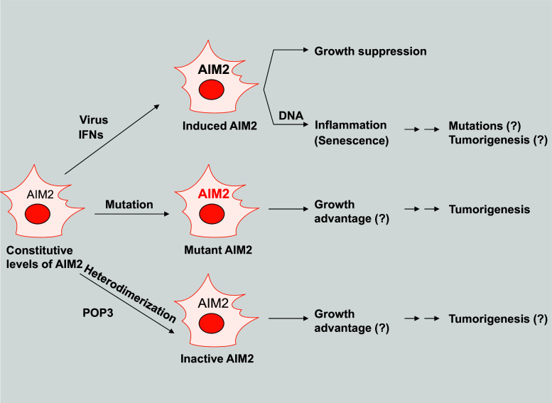 Fig. 3