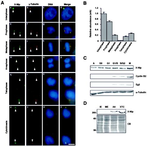 FIG. 2.