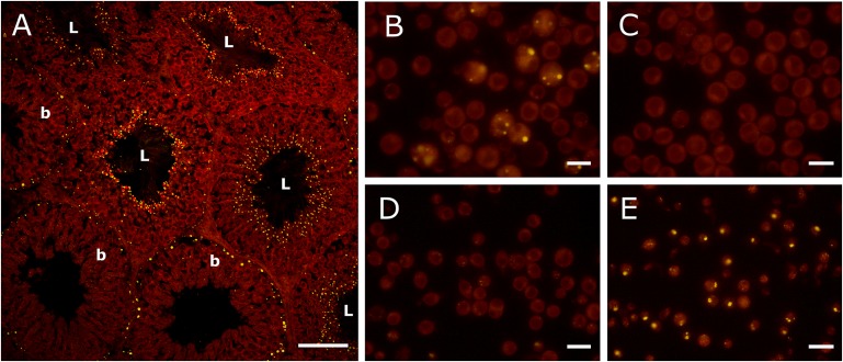 Fig. 4.