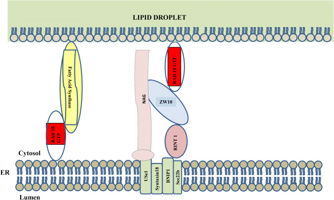 Fig. 3