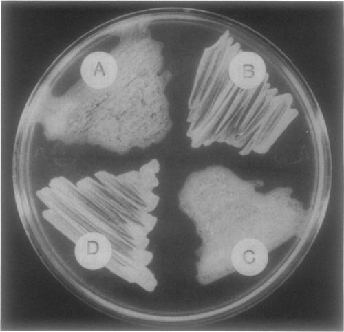 FIG. 1