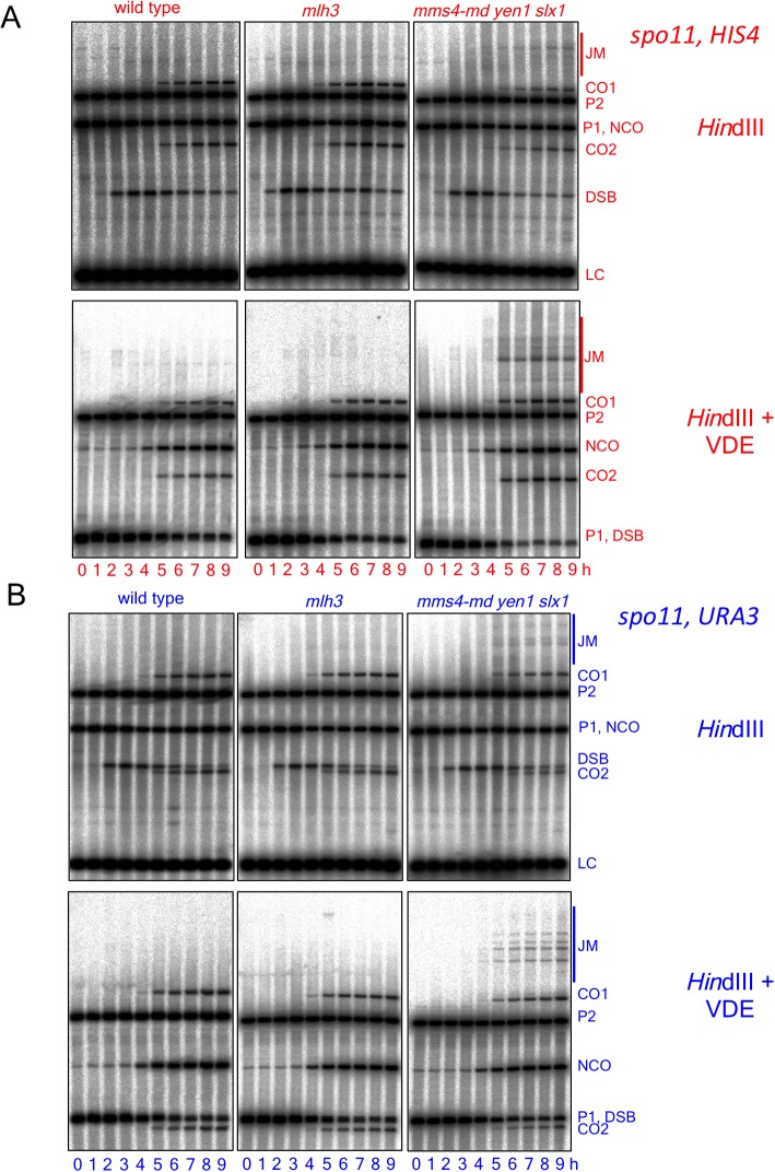 Figure 5—figure supplement 2.