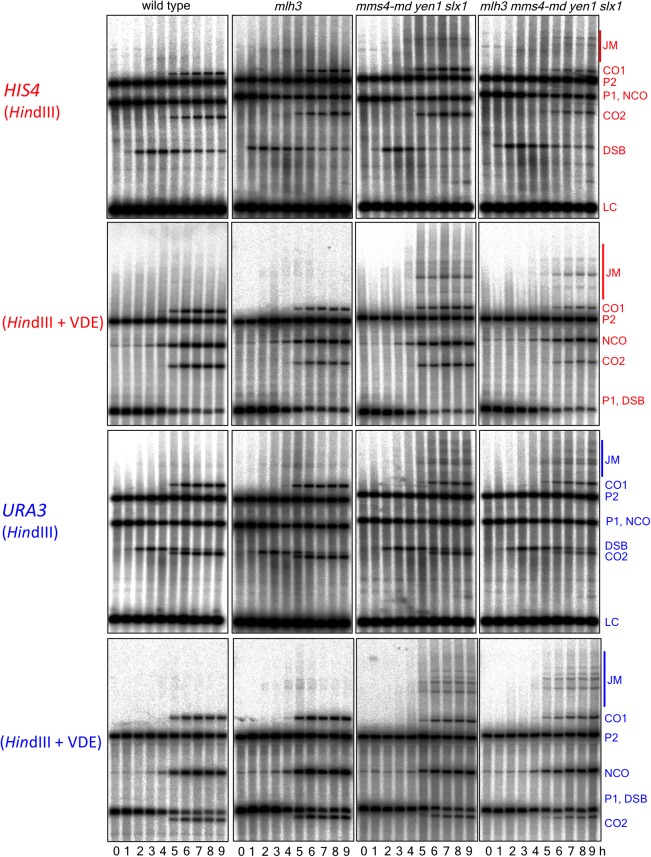 Figure 3—figure supplement 2.