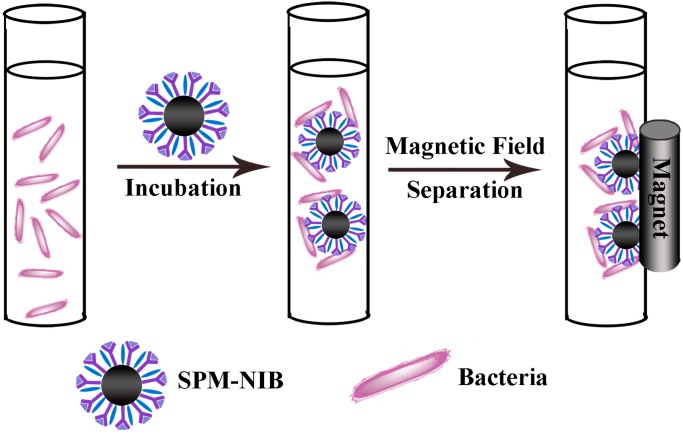 Scheme 5