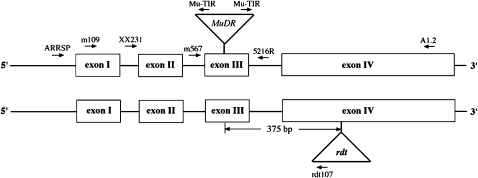 Figure 2.—