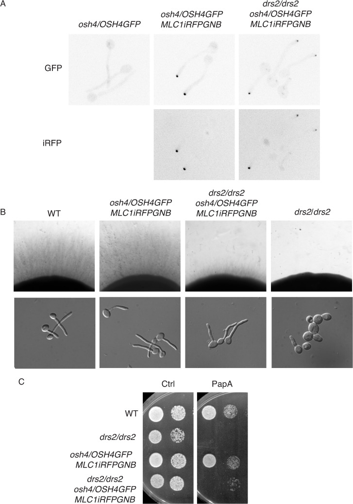 Fig 13