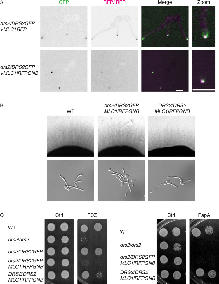 Fig 12