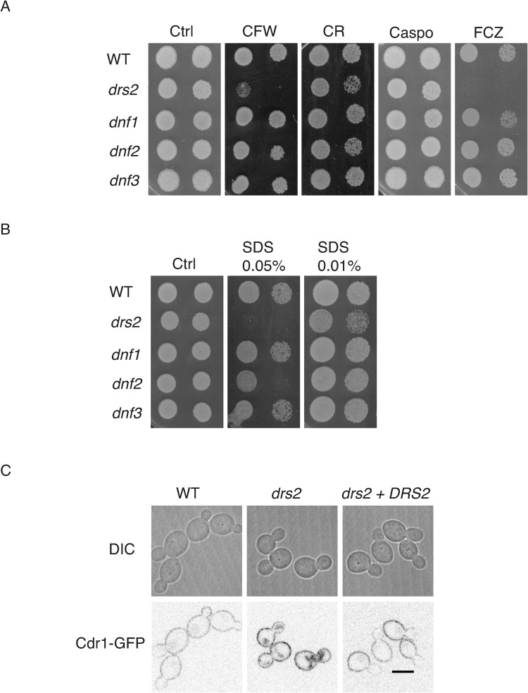 Fig 2