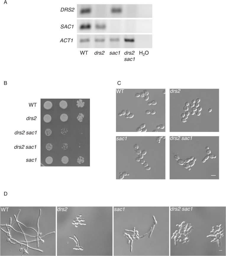 Fig 10