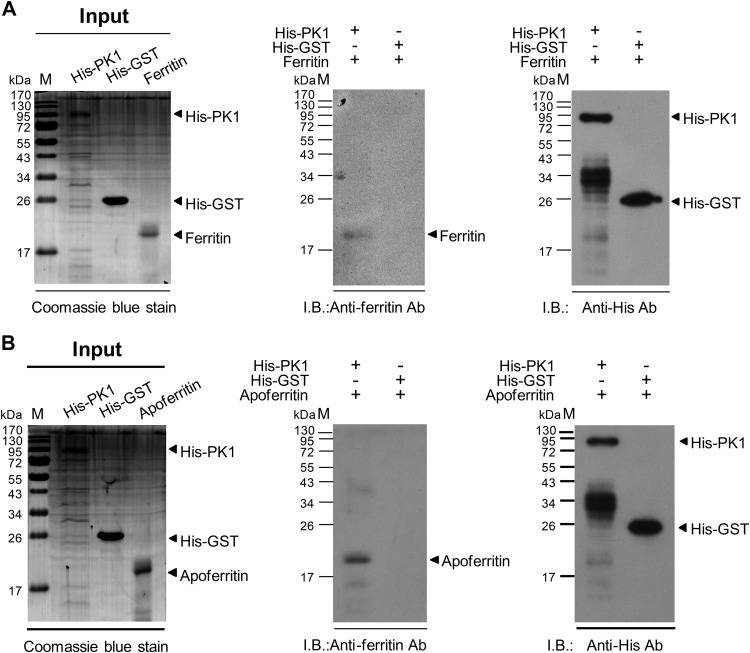 FIG 2