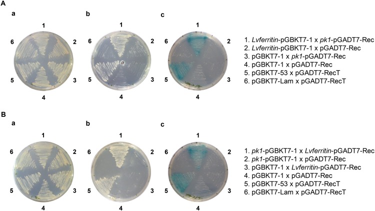 FIG 1