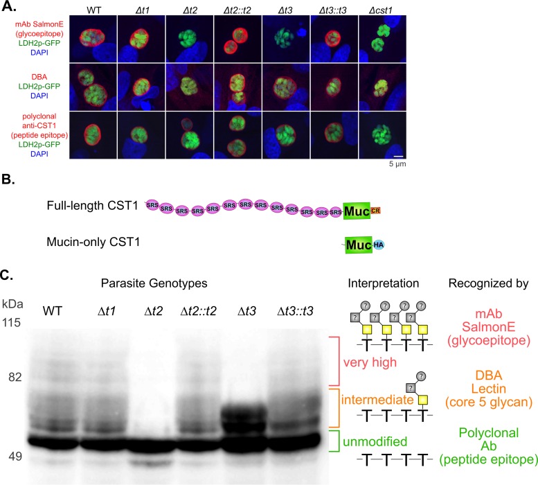 FIG 3 