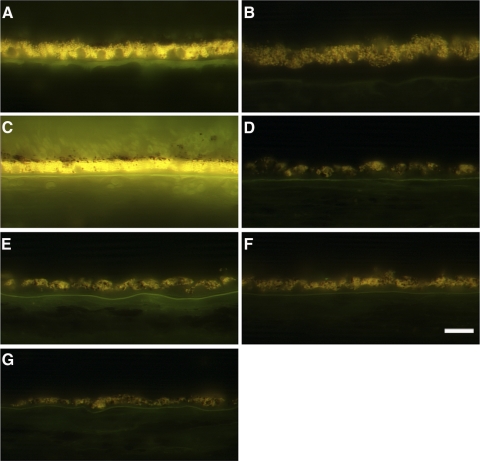 Figure 11.