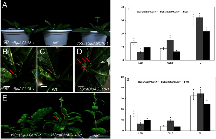 Figure 2. Phenotype of 35S::sBjuAGL18-1 and 35S::aBjuAGL18-1 in transgenic Nicotiana tabacum and B. juncea. The flowering of 35S::sBjuAGL18-1, WT and 35S::aBjuAGL18-1 lines under LD conditions in Nicotiana tabacum (A). The phenotype of bolting appearance in Nicotiana tabacum (B–D), the arrows referred to the number of lateral branches produced when appearance of bolting. The flowering of 35S::sBjuAGL18-1, 35S::aBjuAGL18-1 and WT lines under LD conditions in B. juncea (E). The arrowheads in 35S::sBjuAGL18-1 lines indicated the serrated leaves, while the arrows in 35S::aBjuAGL18-1 lines referred the lateral branches. Bars=1 cm. Effect of transgenic lines on flowering time in B. juncea (F) and Nicotiana tabacum (G). The number of leaves before bolting (LBB), the number of cauline leaves on lateral branches (CLLB) and the total leaf number (TL) were used to investigate flowering time. Data were indicated with the means±SD (n≥12 plants). Asterisks indicated statistically significant differences in means between transgenic plants and wild-type. Three technical and biological replicates were assessed. Paired t-tests, * p<0.05, ** p<0.01.