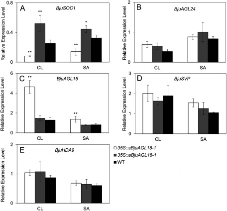 Figure 4. The transcript abundance of BjuSOC1 (A), BjuAGL24 (B), BjuAGL15 (C), BjuSVP (D) and BjuHDA9 (E) in different tissues of B. juncea seedlings grown under LD conditions. The expression was measured in cauline leaves (CL), shoot apex (SA) via qRT-PCR. The means±SE were shown. Total RNA was isolated from different tissues of 40-day-old plants. Asterisks indicated statistically significant differences in means between transgenic plants and wild-type. Three technical and biological replicates were assessed. Paired t-tests, * p<0.05, ** p<0.01.