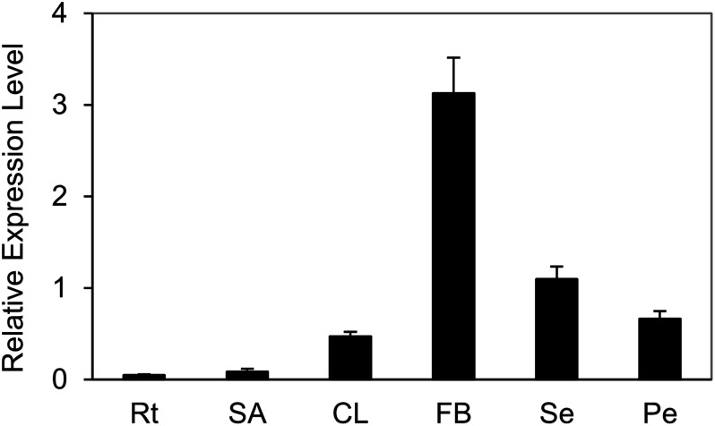 Figure 1. Expression of BjuAGL18-1 in main tissues under LD conditions in B. juncea. The expression patterns of BjuAGL18-1 in roots (Rt), shoot apex (SA), cauline leaves (CL), flowering buds (FB), sepals (Se) and petals (Pe). Total RNA was isolated from different tissues of two-month-old plants. Three technical and biological replicates were assessed. Bars represent means±SE.