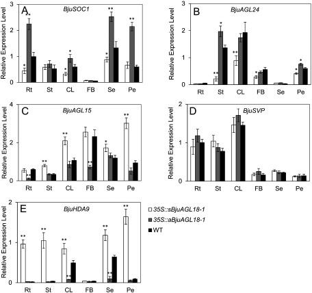 Figure 5. The transcript accumulation of BjuSOC1 (A), BjuAGL24 (B), BjuAGL15 (C), BjuSVP (D) and BjuHDA9 (E) in different tissues of B. juncea during flowering phase under LD conditions. The expression were measured in roots (Rt), stems (St), cauline leaves (CL), flowering buds (FB), sepals (Se) and petal (Pe) via qRT-PCR. The means±SE were shown. Total RNA was isolated from different tissues of two-month-old plants. Asterisks indicated statistically significant differences in means between transgenic plants and wild-type. Three technical and biological replicates were assessed. Paired t-tests, * p<0.05, ** p<0.01.