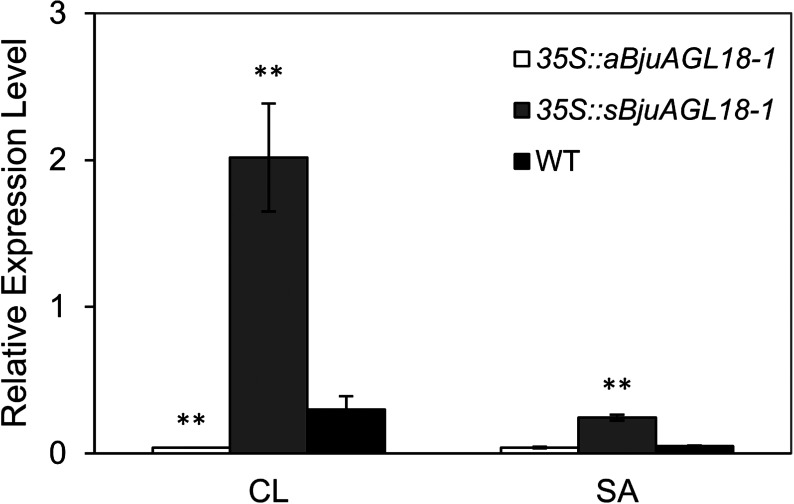 Figure 3. BjuAGL18-1 relative expression in cauline leaves (CL) and shoot apex (SA) of transcript B. juncea lines and WT. Total RNA was isolated from different tissues of 40-day-old plants. Asterisks indicated statistically significant differences in means between transgenic plants and wild-type. Three technical and biological replicates were assessed. Paired t-tests, * p<0.05, ** p<0.01.