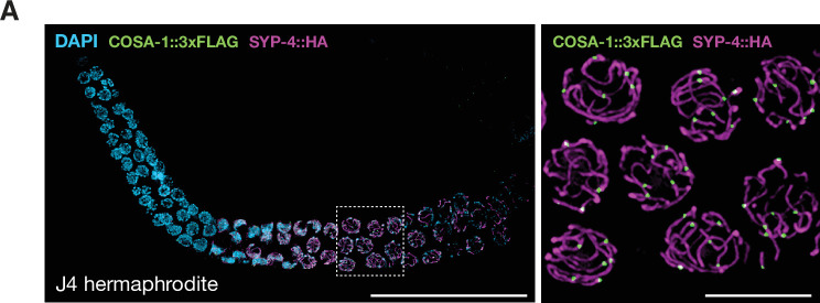 Figure 6—figure supplement 1.