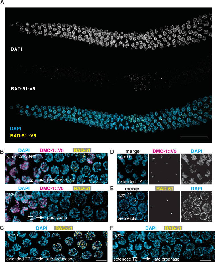 Figure 4—figure supplement 1.