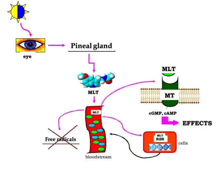 Fig. (1)