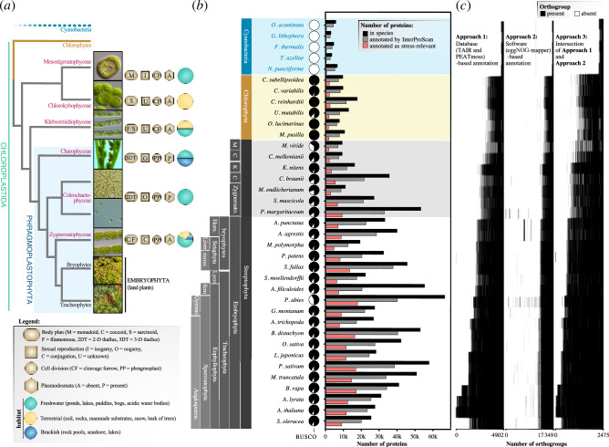 Stress-relevant orthogroups across the green lineage.