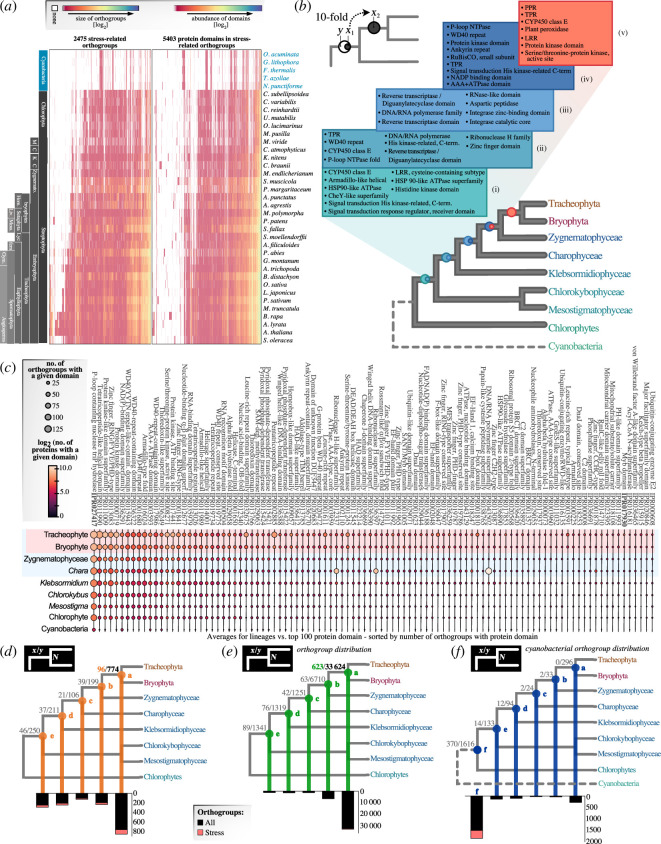 Evolution of stress-associated domains and orthogroups across streptophytes.