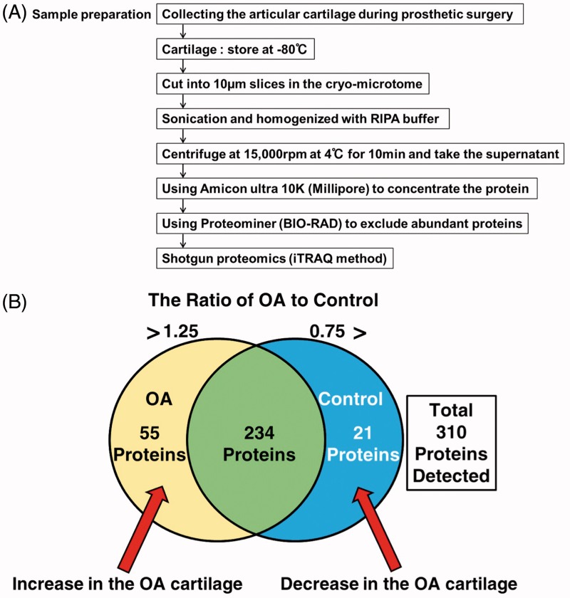 iTRAQ-based proteomics reveals novel biomarkers of osteoarthritis - PMC