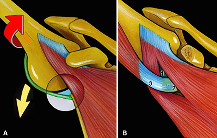 Fig. 1A–B