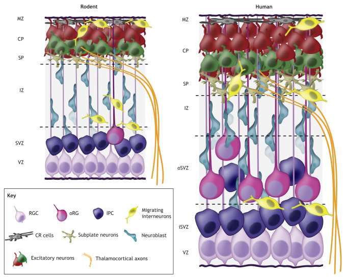 Box 2. Embryonic corticogenesis in rodents and humans