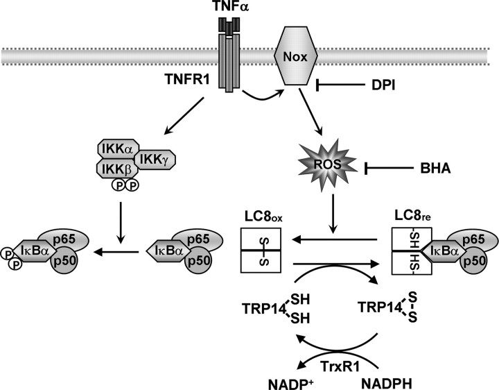 FIGURE 9.