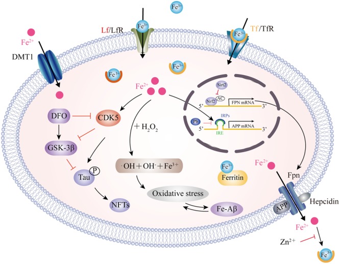 FIGURE 1