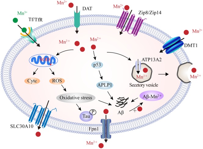 FIGURE 4