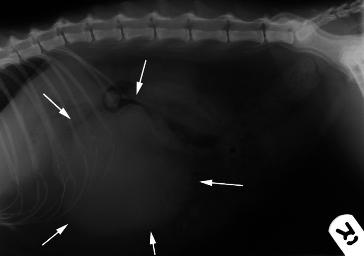 Fig 1.