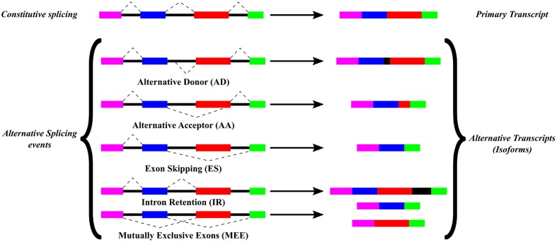 FIGURE 1