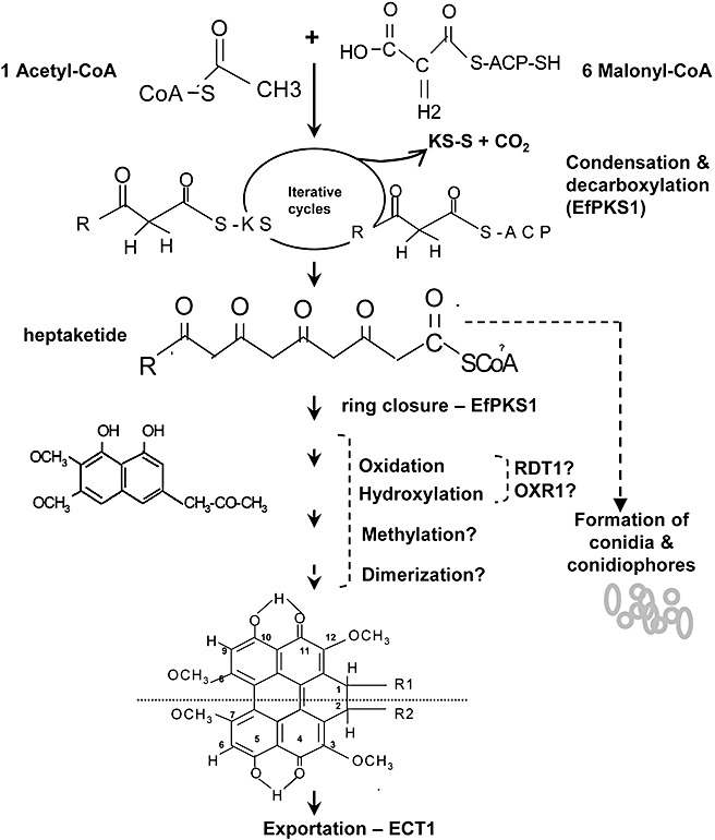 Figure 5